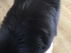 -瑞派·关忠动物医院·猫专科·犬专科(三环新城店)