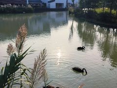 -乌村