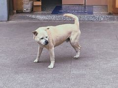 -黄桷坪涂鸦艺术街
