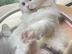 -欣宠猫屋·矮脚拿破仑·蓝金金渐层