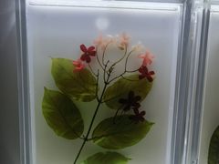 -广东中医药博物馆