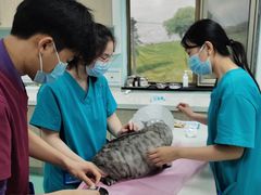 -北京观赏动物医院·24小时大型综合·猫专科·异宠专科