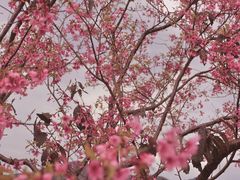 -天适樱花悠乐园