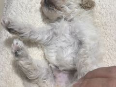 -心仪动物医院·牙专科·肿瘤·心脏科(西客站院)