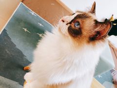 -猫在这儿猫咪咖啡馆·撸猫馆