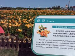 -荷兰花海