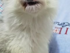 -翊宠yipet猫狗购宠庄园犬舍•猫舍