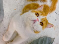-飞行喵MR PILOT|猫舍·猫咖(静安大融城店)