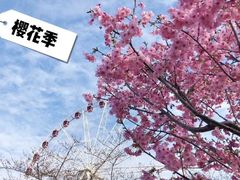 -顾村公园