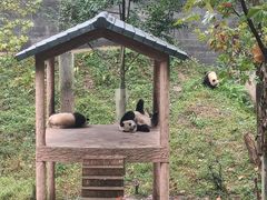 -中国大熊猫保护研究中心雅安碧峰峡基地