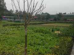 -洪湖家庭农场·团建·露营·会议