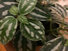 -佰园全日西餐厅-厦门佰翔软件园酒店