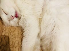 -猫小院猫主题咖啡厅(北锣店)