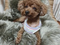 -爱侣宠医·鹦鹉专科·小型哺乳类·异宠专科(灵石路店)