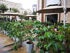 -Torch Coffee 炬点咖啡