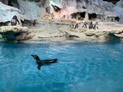 -帝企鹅自助餐厅•儿童岛•真企鹅(长隆企鹅酒店)