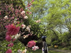 -桃花岛景观公园