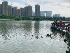 -五缘湾湿地公园