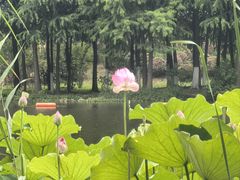 -合肥滨湖国家森林公园