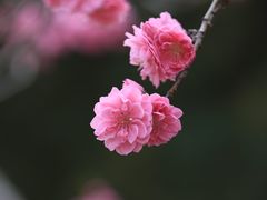 -国家植物园