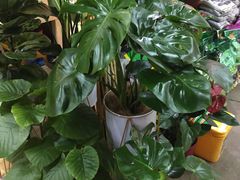 -花鸟鱼虫鲜花绿植市场(玉泉路店)