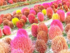 -花开海上生态园