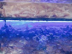 -诱货海鲜自助火锅(爱琴海购物公园东百店)