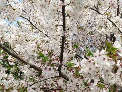 -南汇桃花村