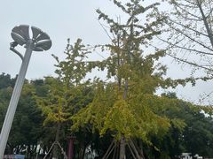 -金银湖国家城市湿地公园