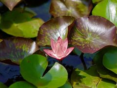 -昆山城市生态森林公园