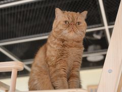 -猫和宫(六道口店)
