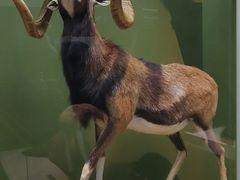 -国家自然博物馆