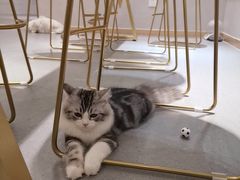 -飞行喵MR PILOT|猫舍·猫咖(静安大融城店)