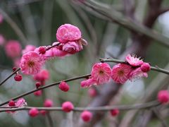 -章华寺