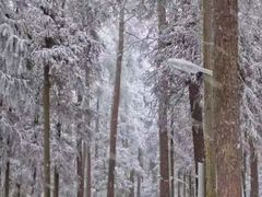-重庆睡佛山森林公园