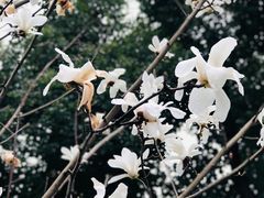 -徐家汇公园