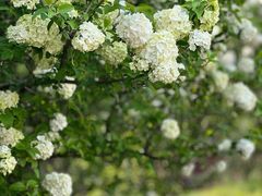 -上海滨江森林公园