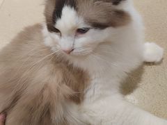 -藏猫猫咖啡主题馆(中央大道店)