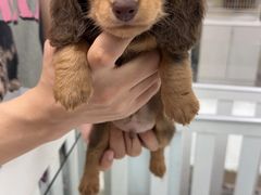 -萌宠之家·腊肠犬·马尔泰·小体犬舍