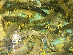 椒盐赖尿虾-渔民新村(番禺总店)