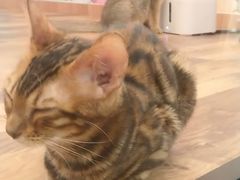 -袖虎·猫馆(体育西路店)