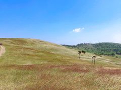 -恋山坝上草原
