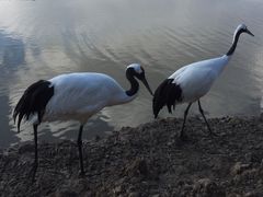 -盐城丹顶鹤湿地生态旅游区
