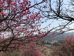 -香雪海