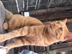 -喵屿·大理花园猫咖