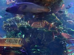 -迪拜帆船酒店海底餐厅