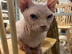 -楼上猫咖(罗湖店)