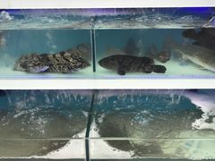 -盒马鲜生(大成店)