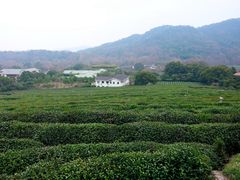 -中国茶叶博物馆(双峰馆区)
