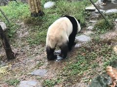-都江堰中华大熊猫苑